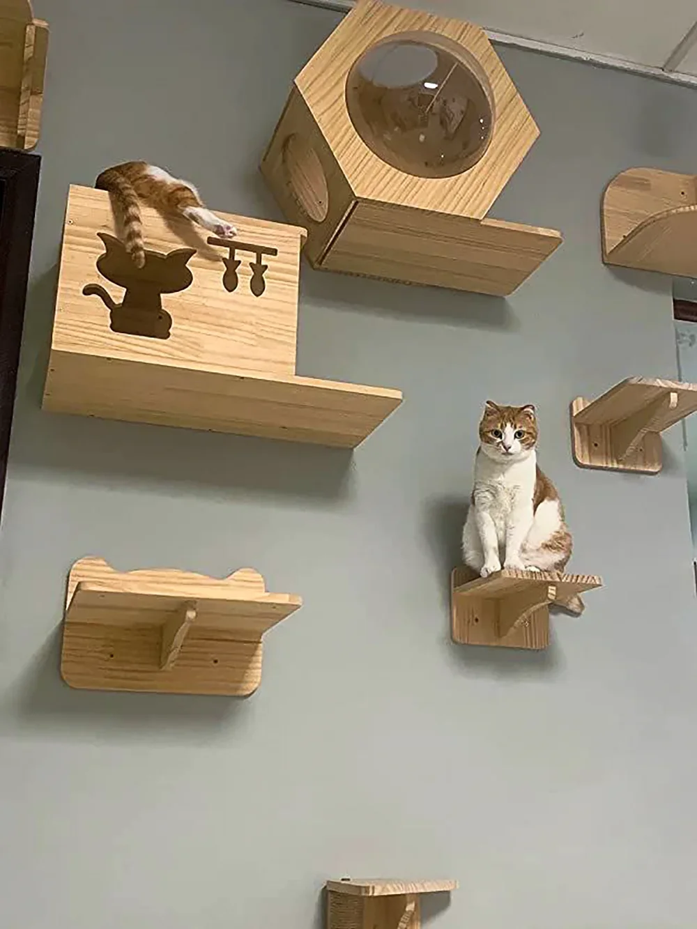 Cat Wall Climbing Shelves Hammock Wooden - Árbol para gatos de pared con