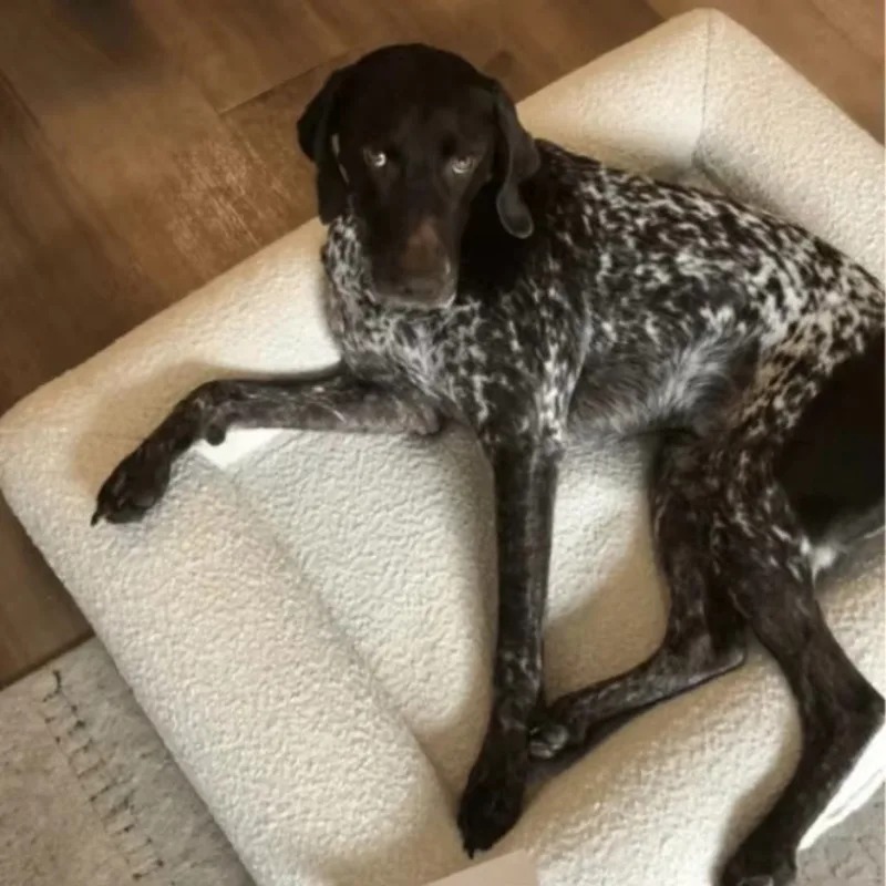 Cama para mascotas al por mayo - Orthopedic Memory Foam Dog Bed Washable reseña y precio