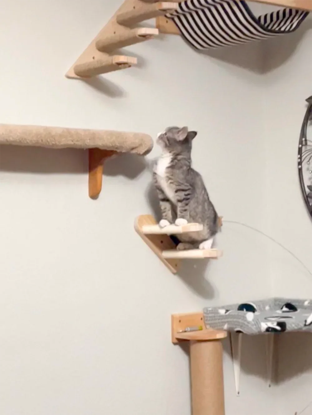 Árbol para gatos de pared con  - Cat Wall Climbing Shelves Hammock Wooden reseña y precio