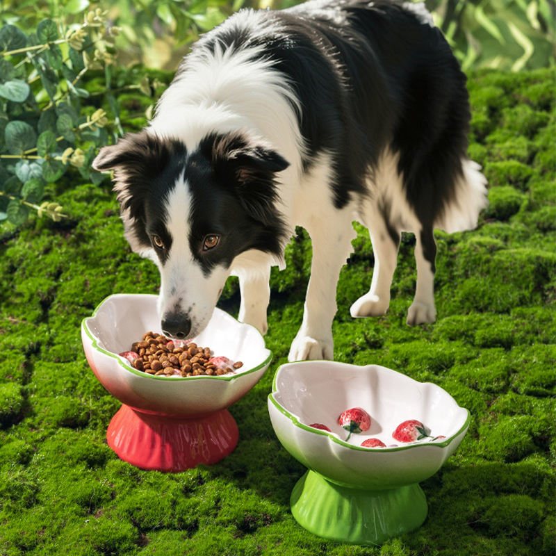 Comedero Elevado de Cerámica p - Elevated Ceramic Cat Bowls Tilted Food reseña y precio